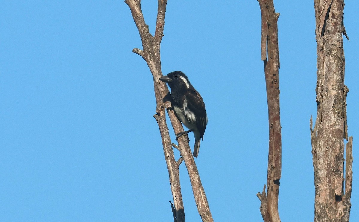 White-eared Barbet - ML635101073