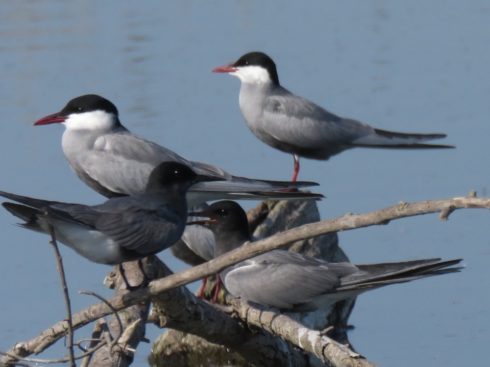 Black Tern - ML635101154