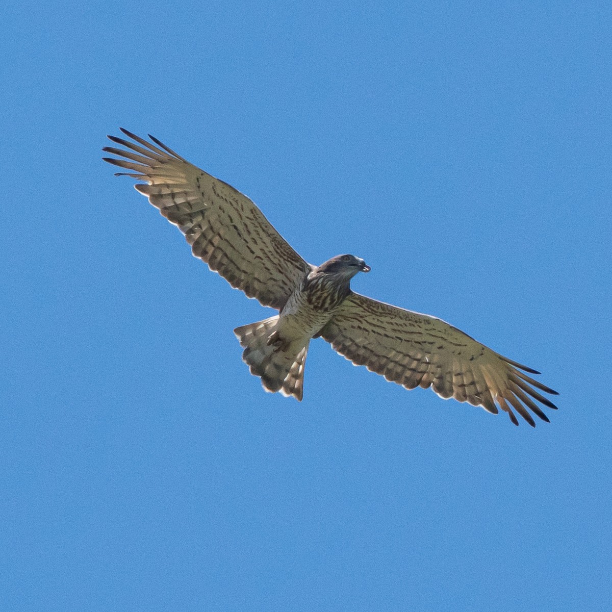 Short-toed Snake-Eagle - ML635101180