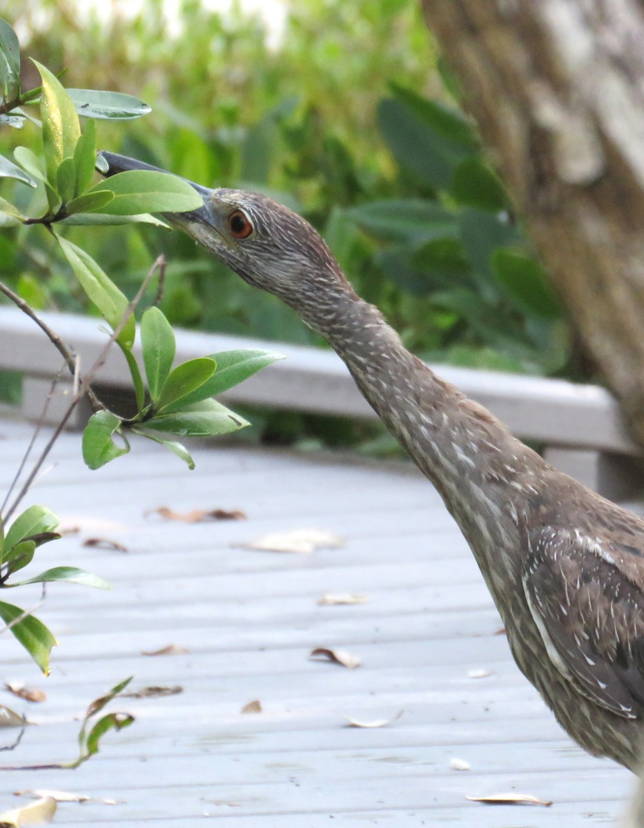 Yellow-crowned Night Heron - ML635101183