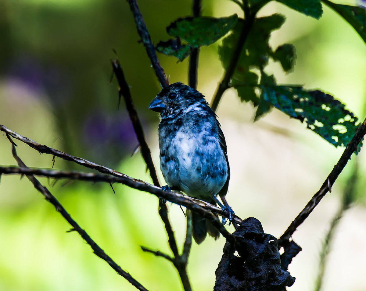Variable Seedeater - ML635101184