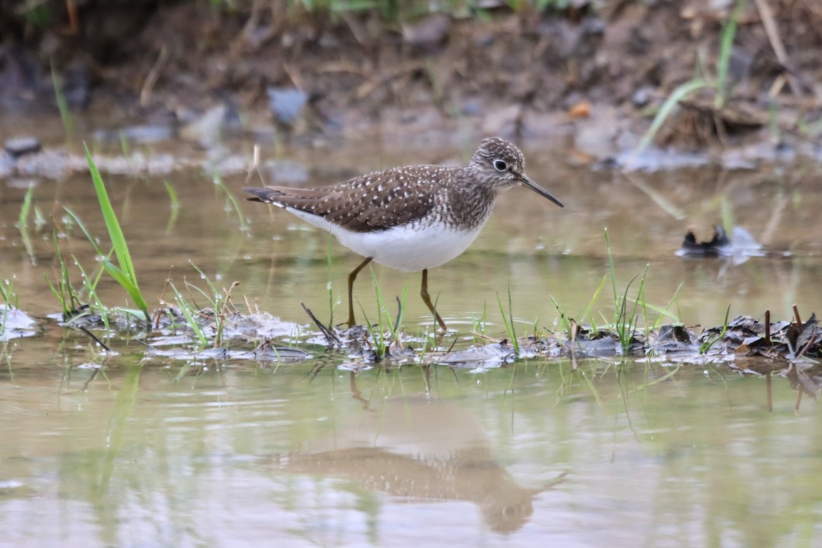 Solitary Sandpiper - ML635101352