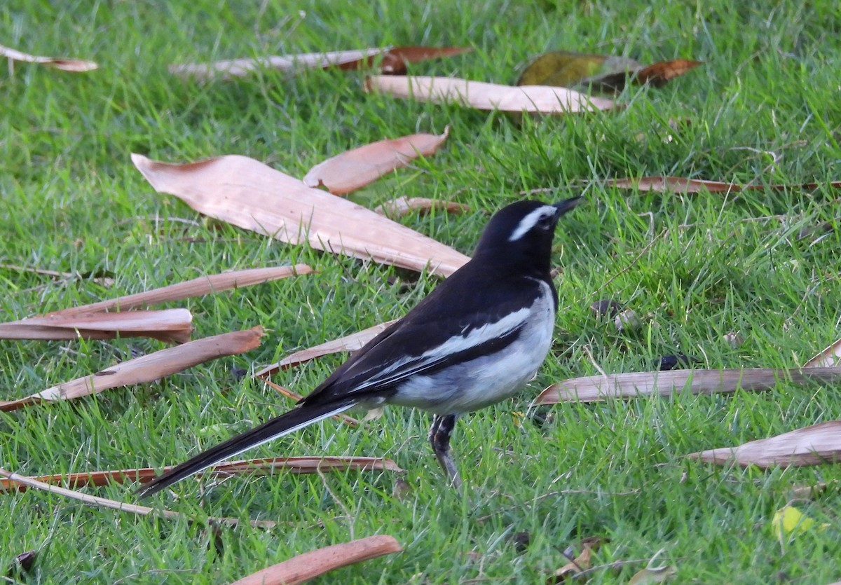 White-browed Wagtail - ML635101381