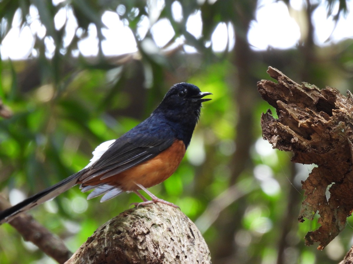 White-rumped Shama - ML635101468