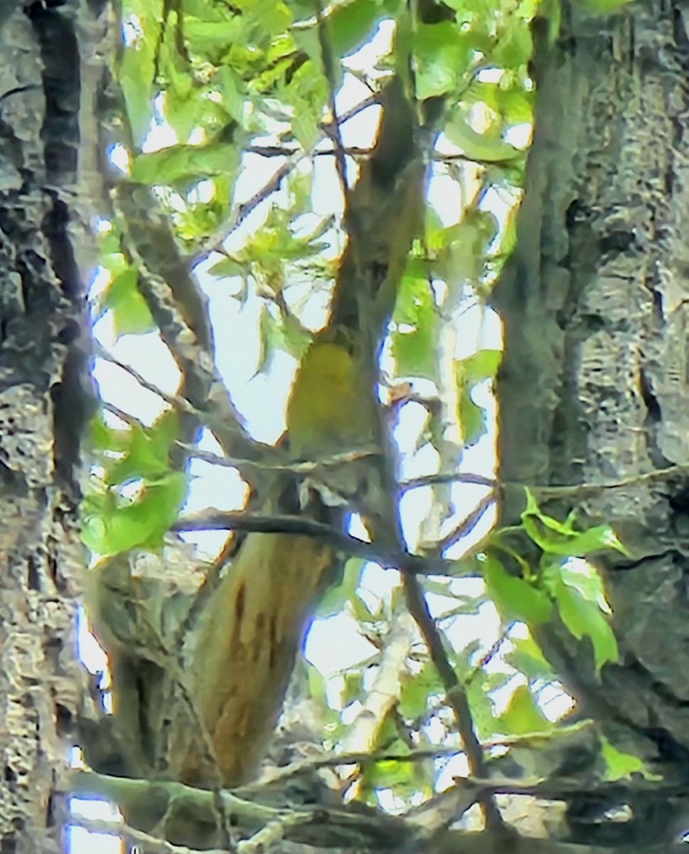 Yellow-throated Vireo - ML635101492