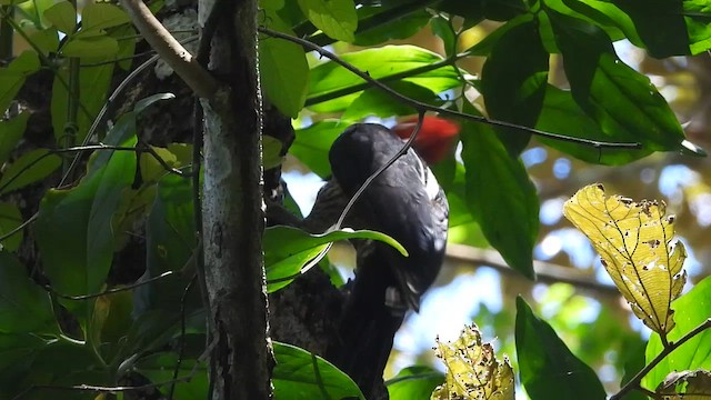 Crimson-crested Woodpecker - ML635101501