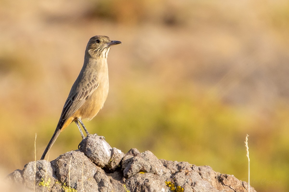 Great Shrike-Tyrant - ML635101502