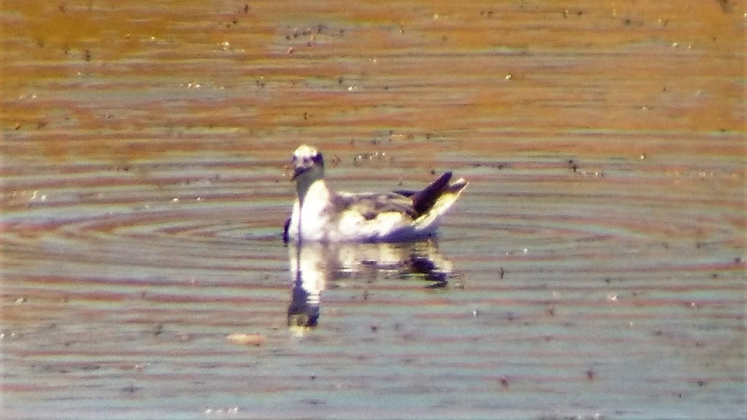 Red-necked Phalarope - ML63510151