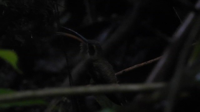 Long-billed Hermit - ML635101522