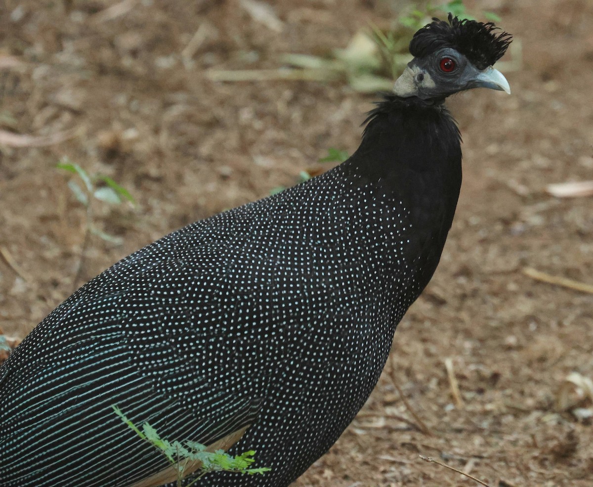 Southern Crested Guineafowl - ML635101534