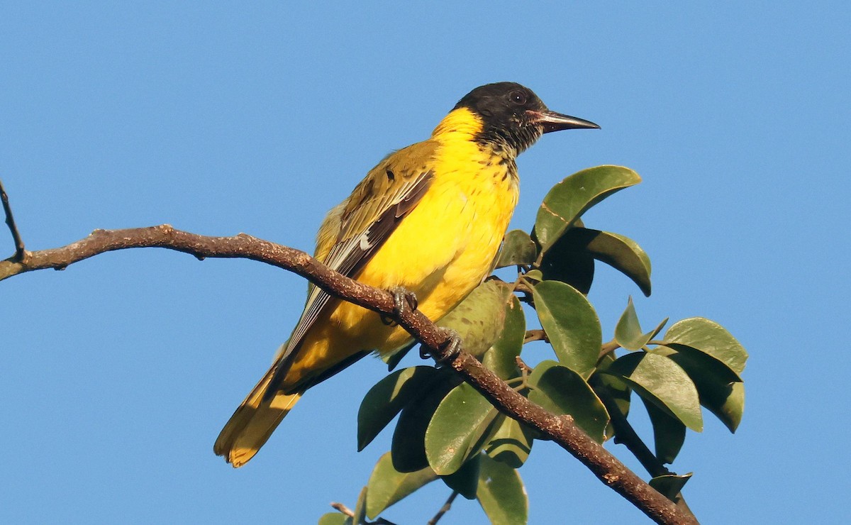 African Black-headed Oriole - ML635101542