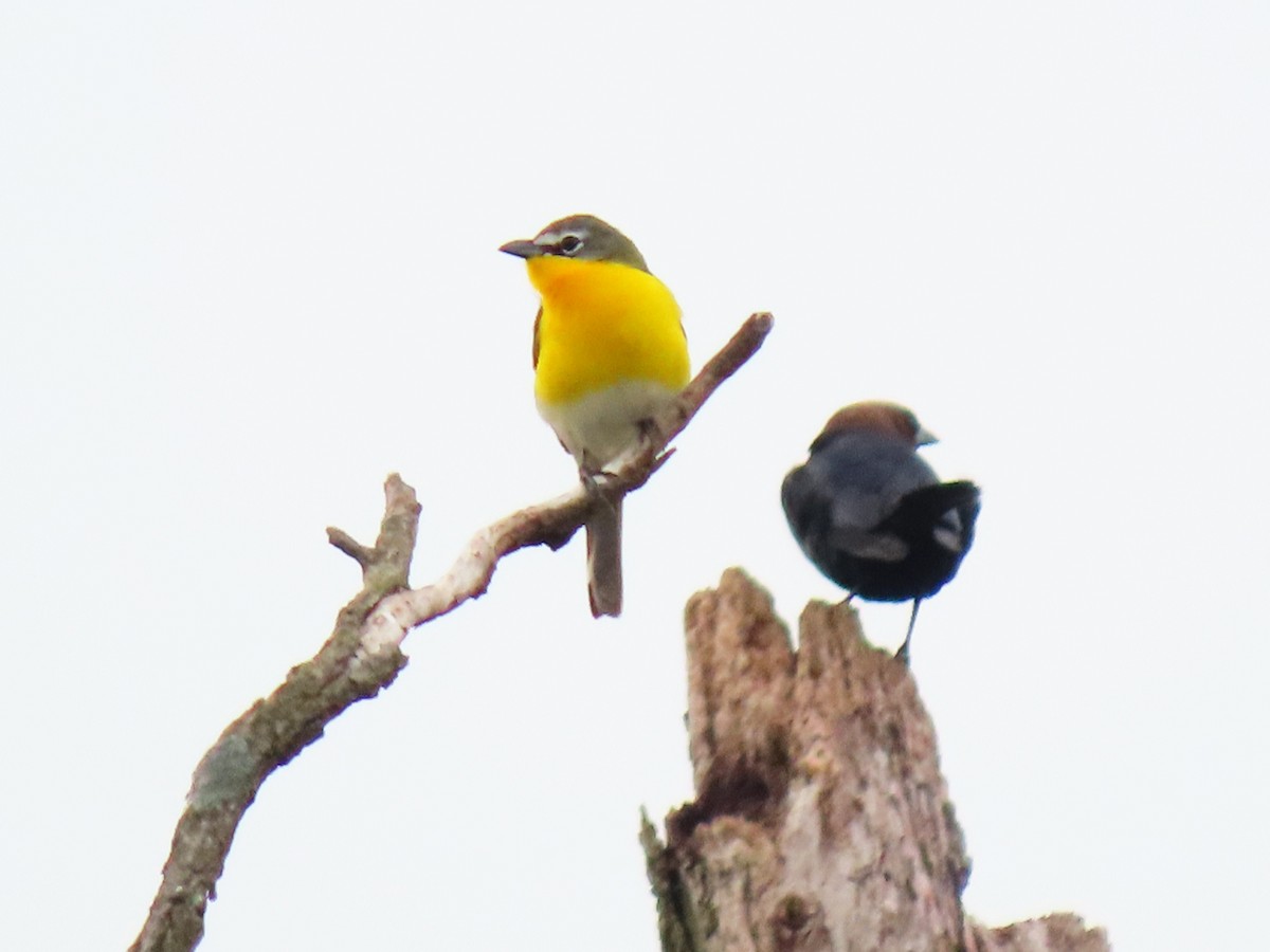 Yellow-breasted Chat - ML635101546