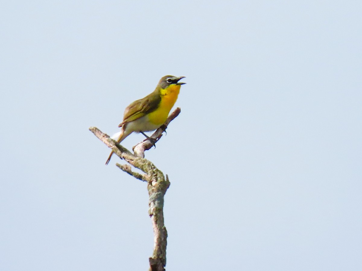 Yellow-breasted Chat - ML635101547