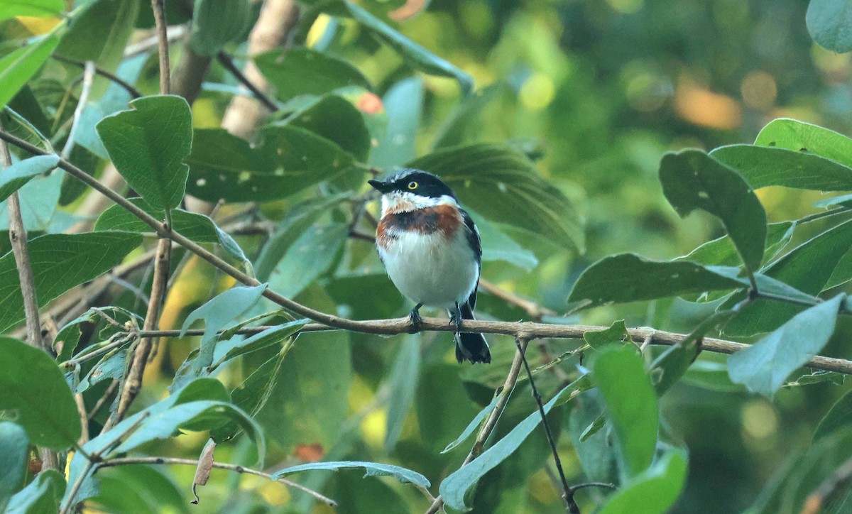 Chinspot Batis - ML635101557