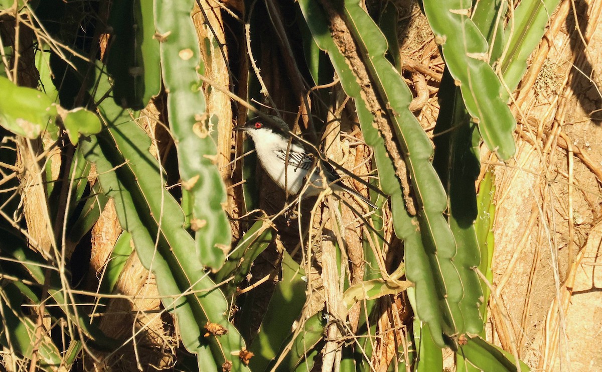 Black-backed Puffback - ML635101568