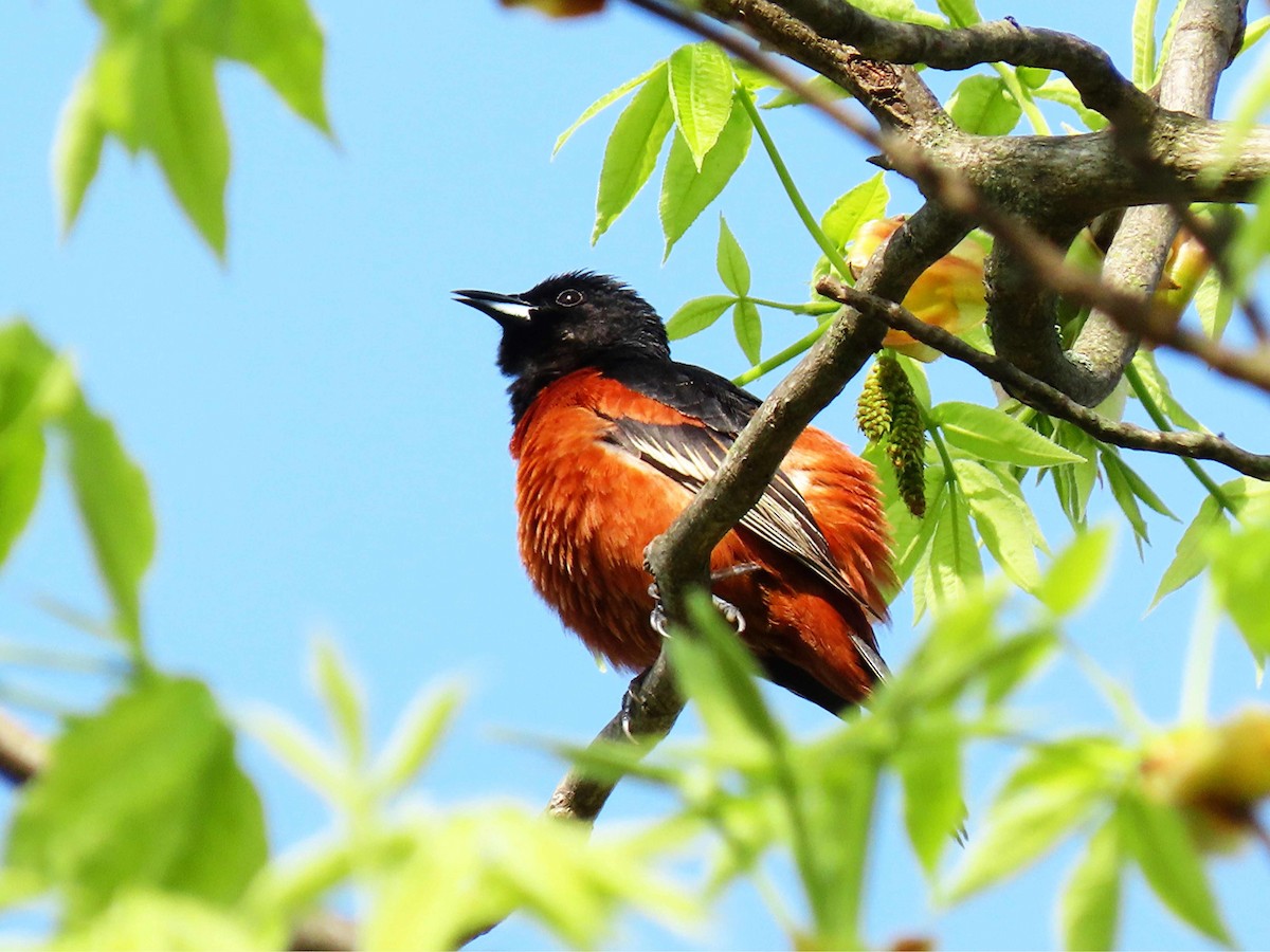 Orchard Oriole - ML635101580