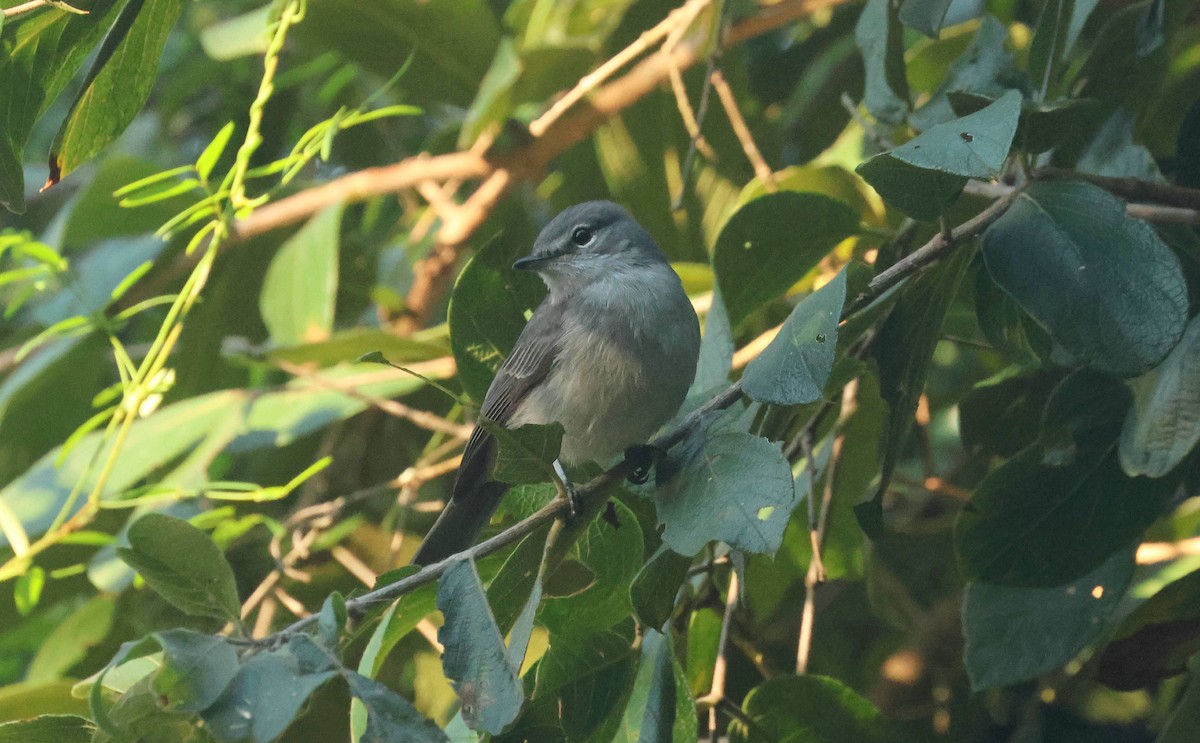 Ashy Flycatcher - ML635101593