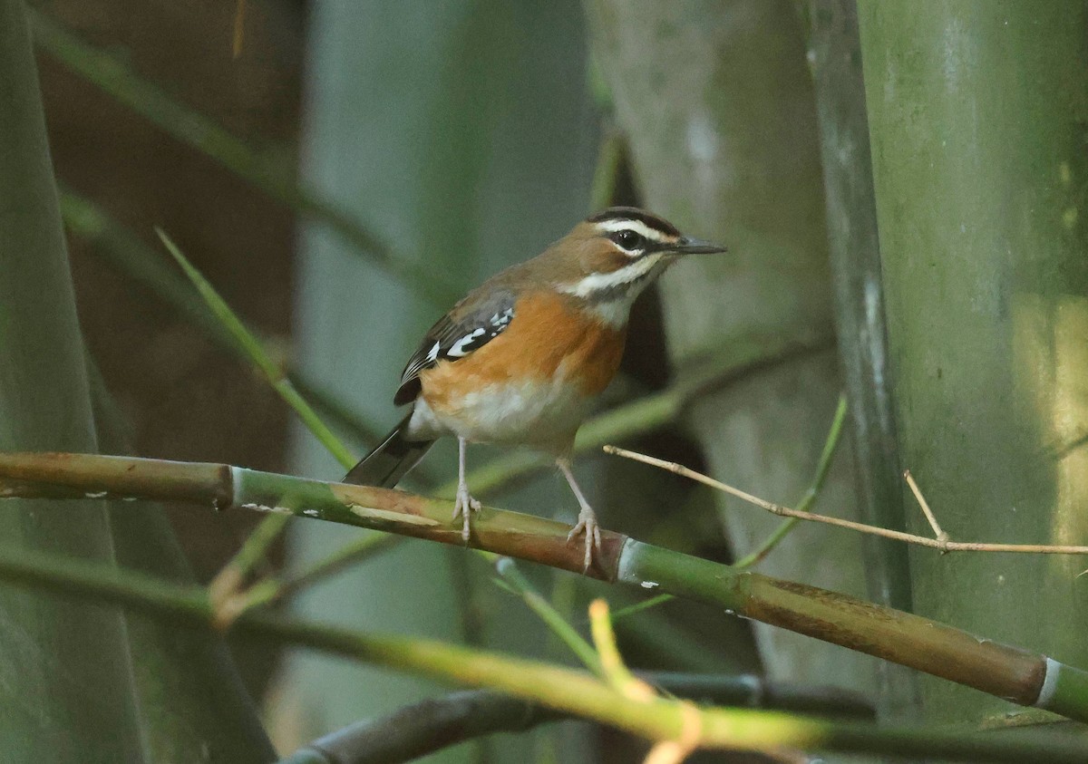Bearded Scrub-Robin - ML635101609