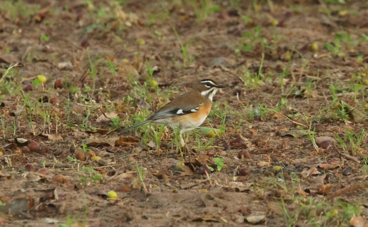 Bearded Scrub-Robin - ML635101610