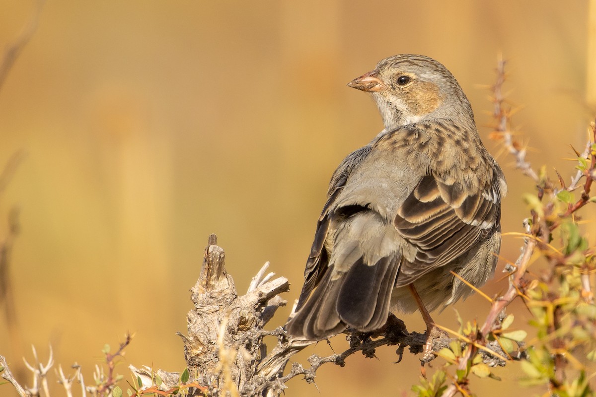 Mourning Sierra Finch - ML635101613