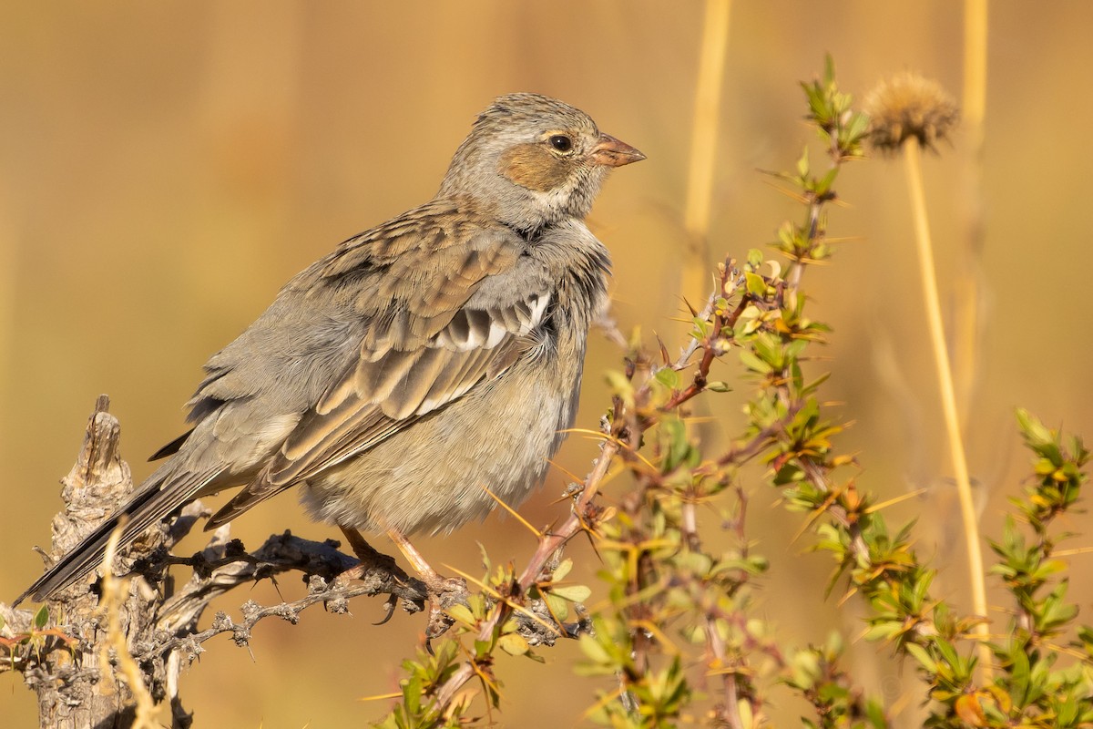 Mourning Sierra Finch - ML635101614