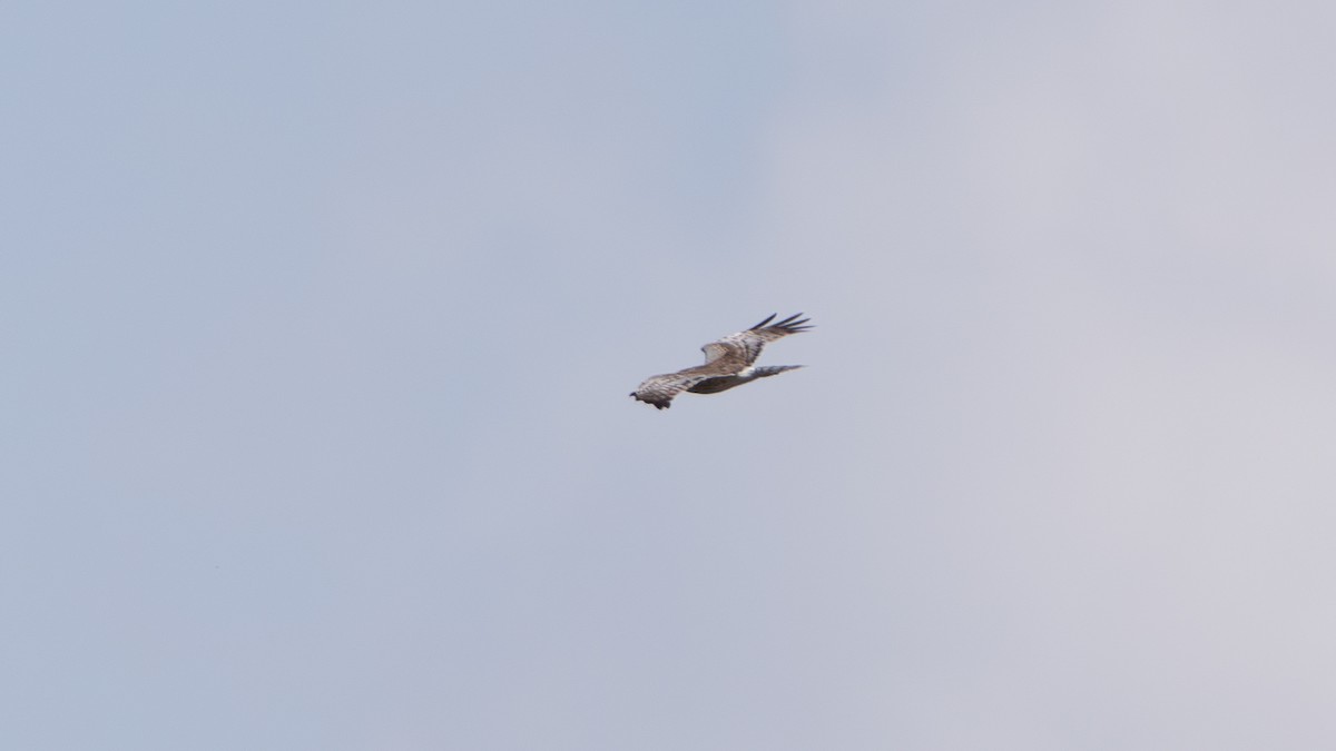 Eastern Marsh Harrier - ML635101625