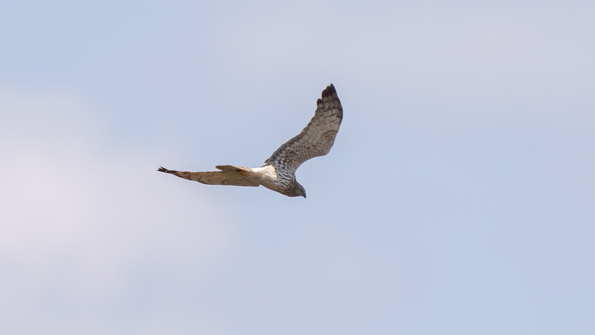 Eastern Marsh Harrier - ML635101626