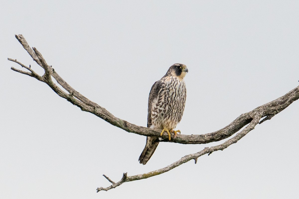 Эгэл шонхор - ML635101652