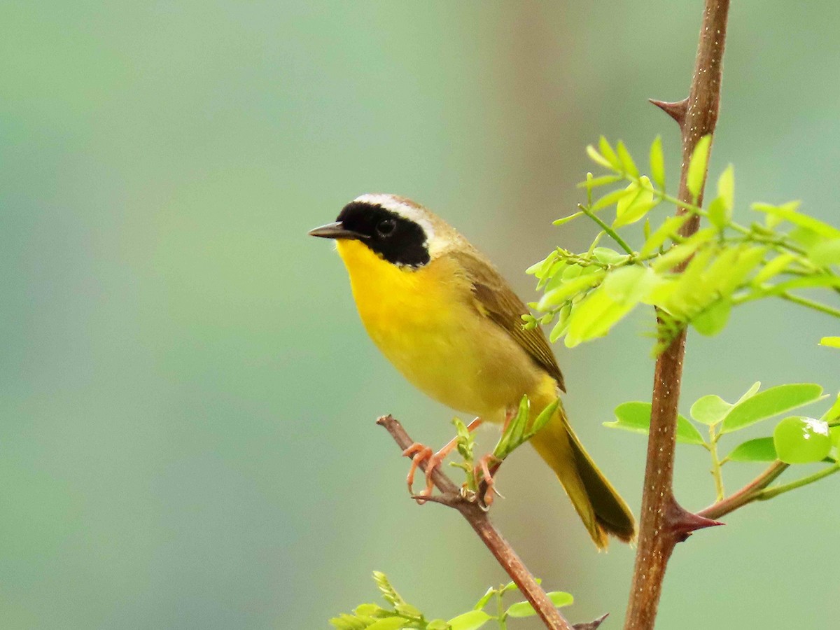 Common Yellowthroat - ML635101656