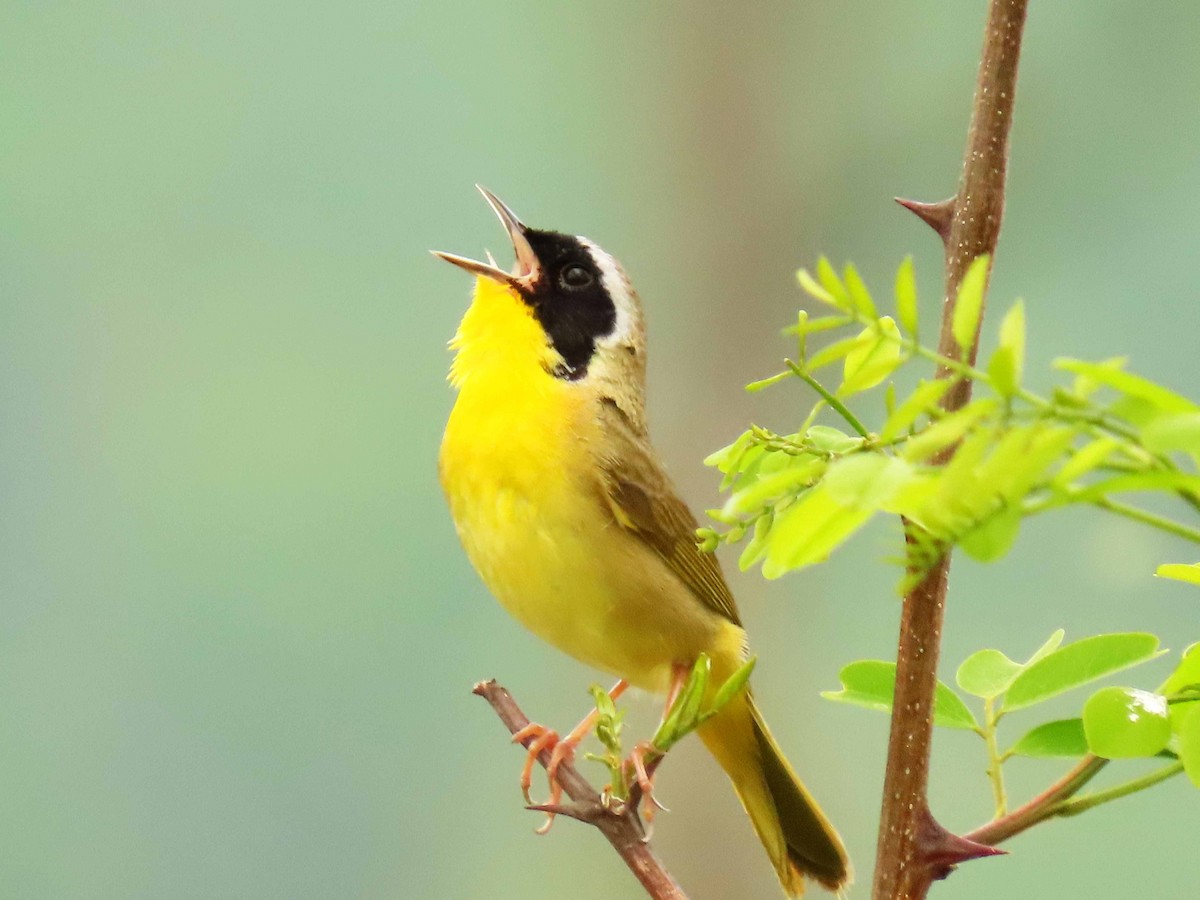 Common Yellowthroat - ML635101657