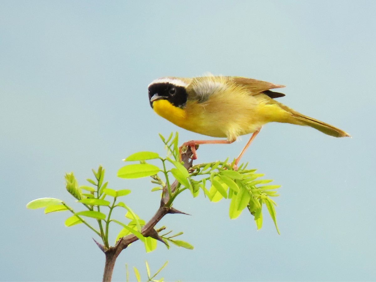 Common Yellowthroat - ML635101658