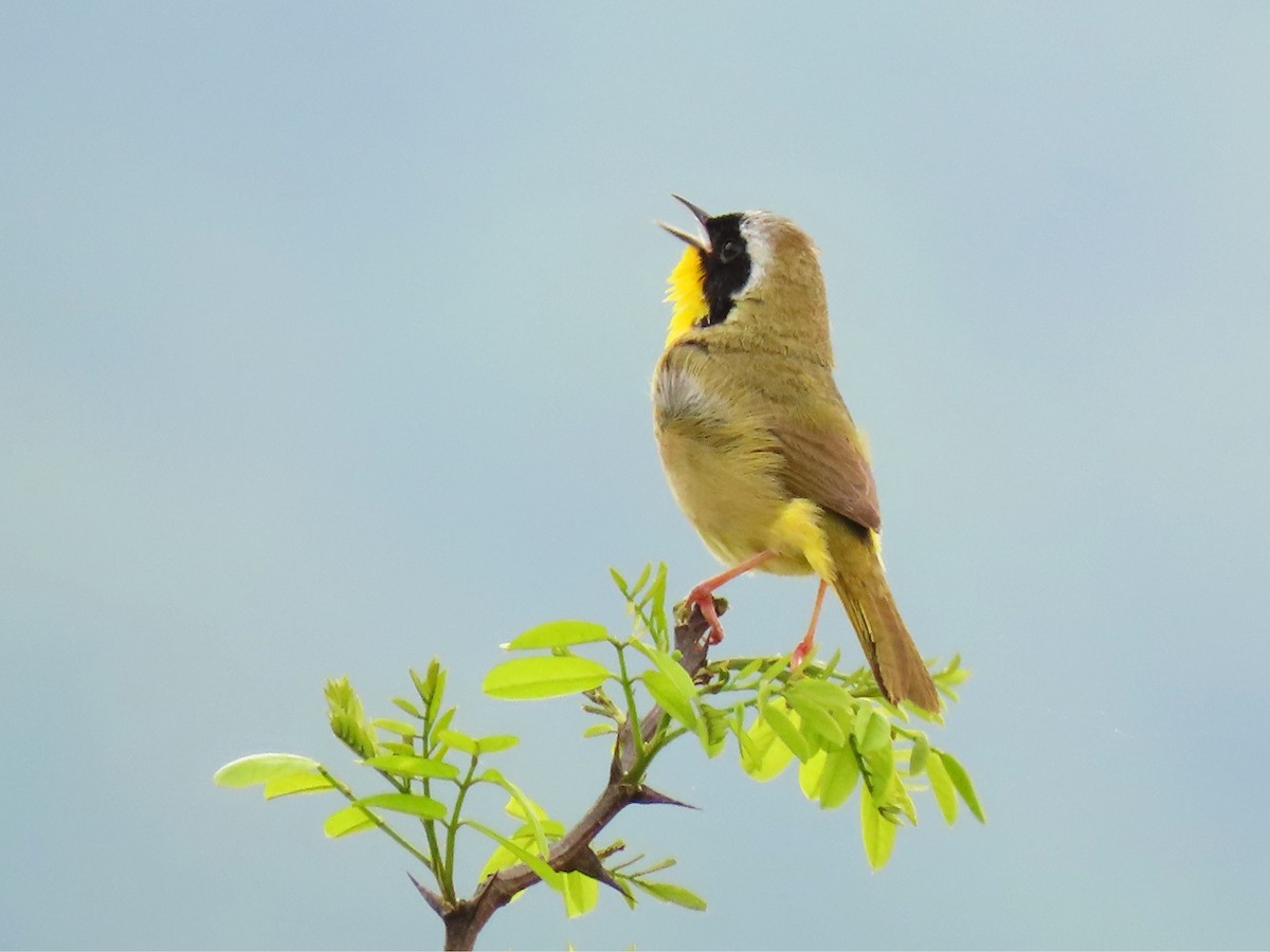 Common Yellowthroat - ML635101661