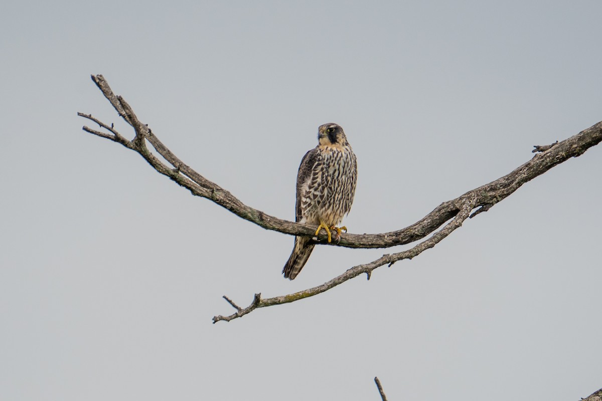 Эгэл шонхор - ML635101662