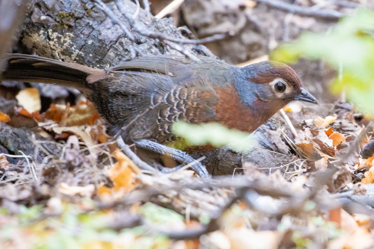 Chestnut-throated Huet-huet - ML635101683