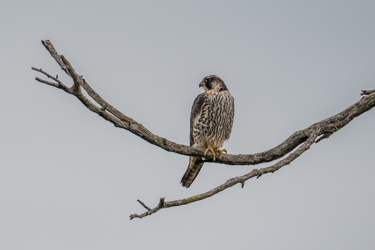 Эгэл шонхор - ML635101691