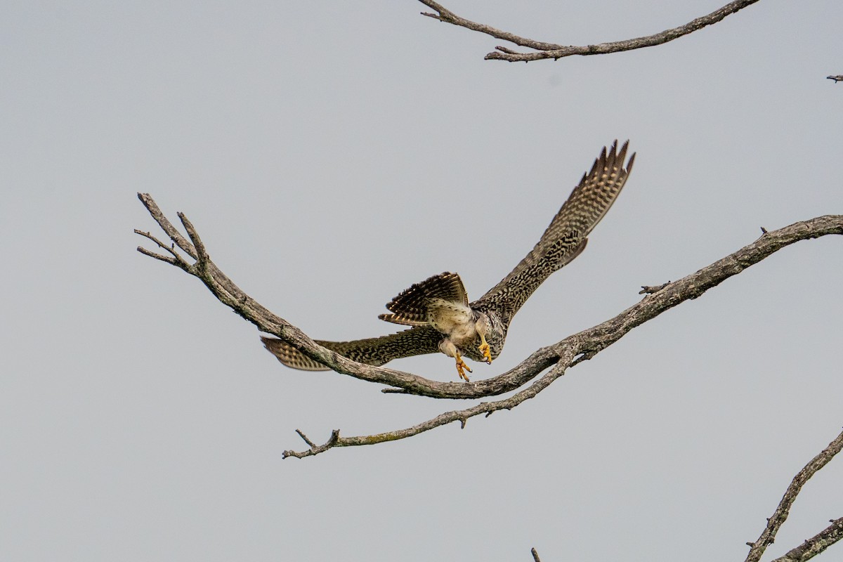 Эгэл шонхор - ML635101695