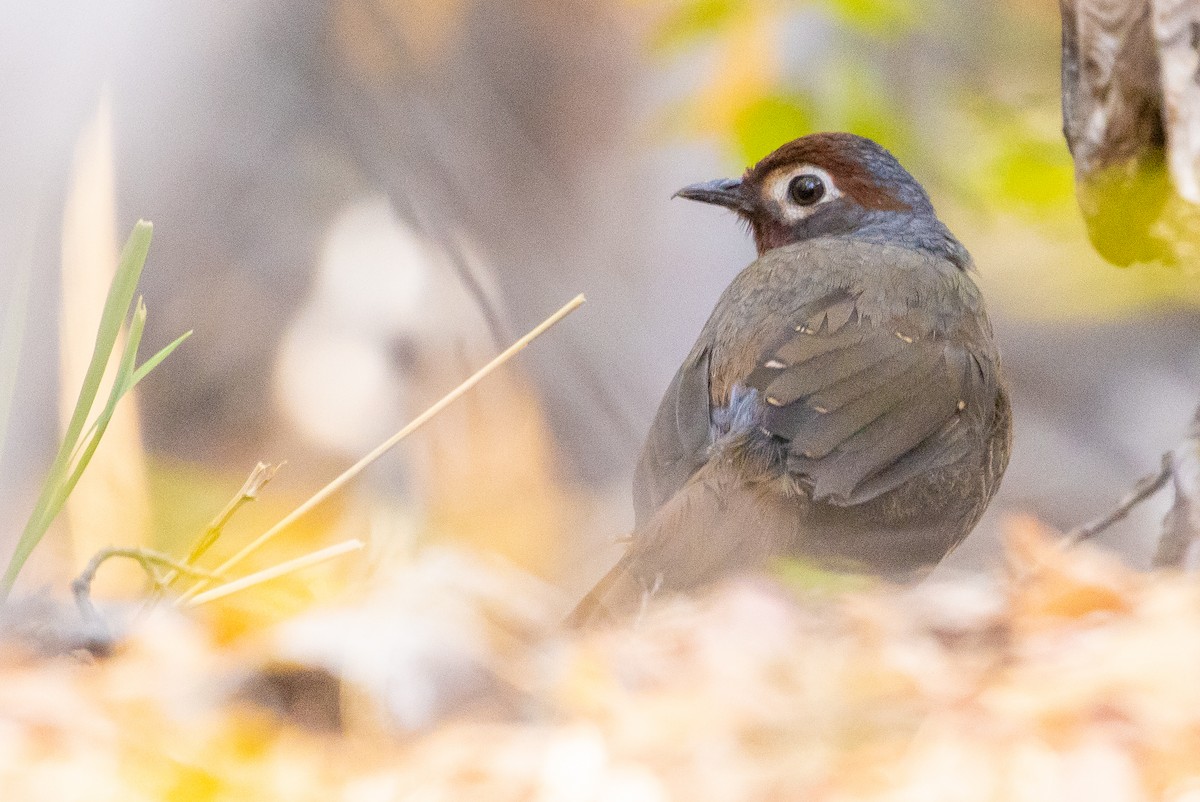 Chestnut-throated Huet-huet - ML635101708
