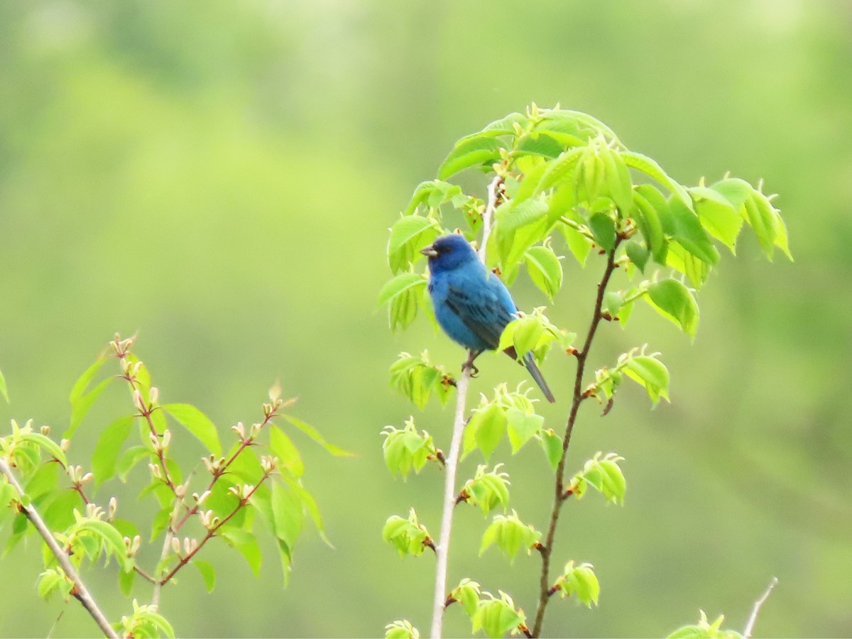 Indigo Bunting - ML635101727
