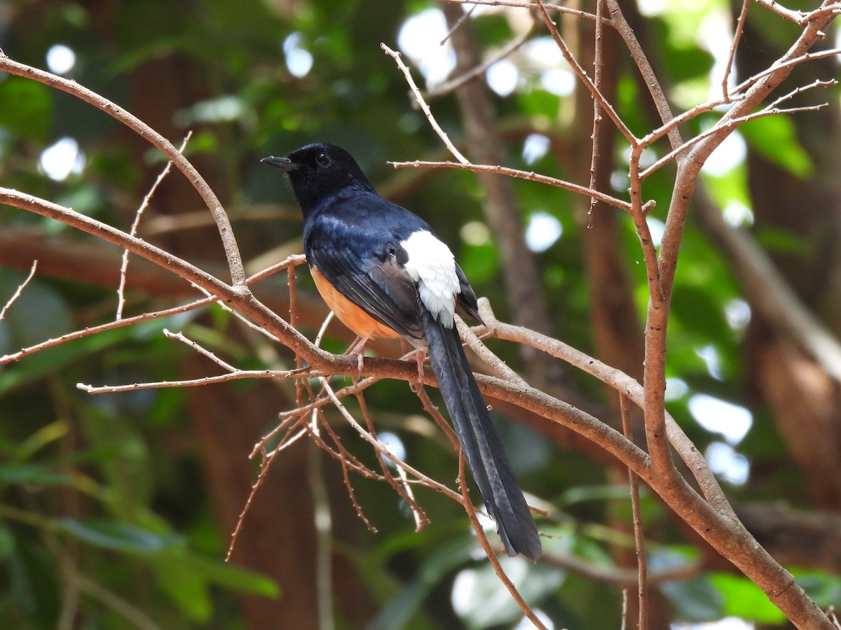 White-rumped Shama - ML635101732