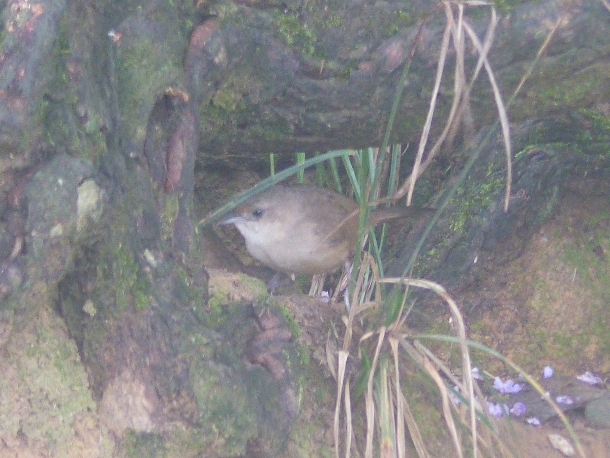 Plain Thornbird - ML635101944