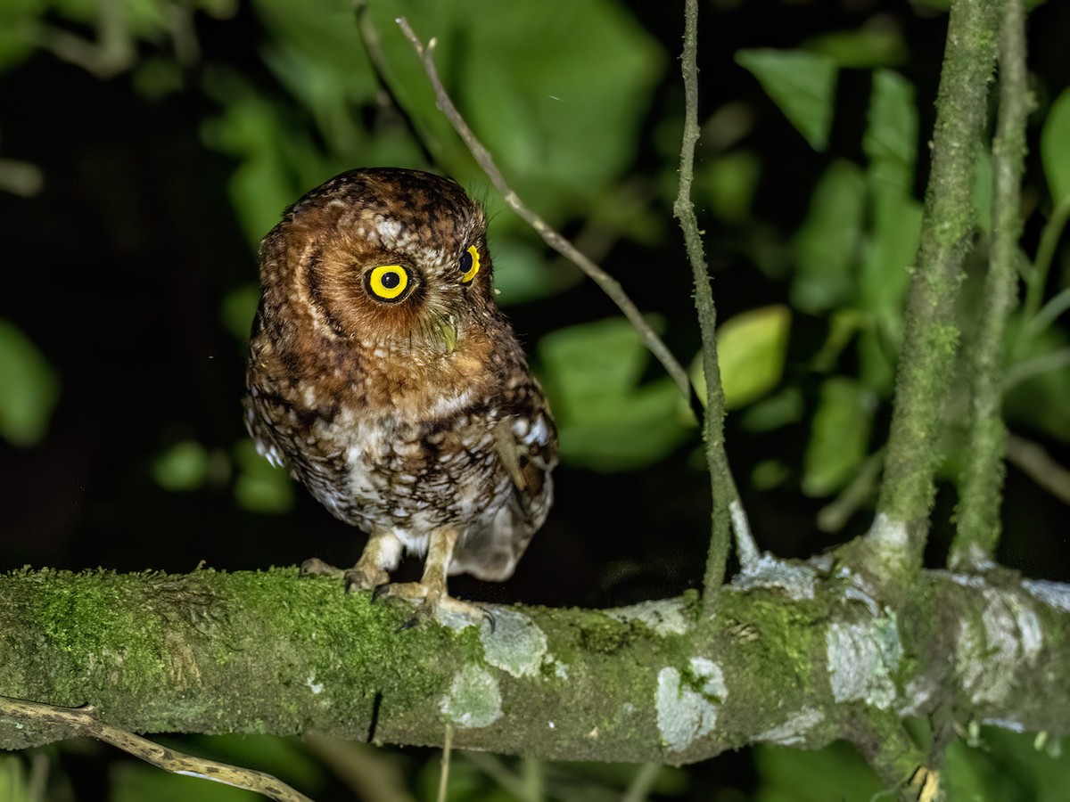 Bearded Screech-Owl - ML635102077
