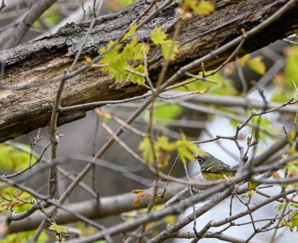 Blue-headed Vireo - ML635102144
