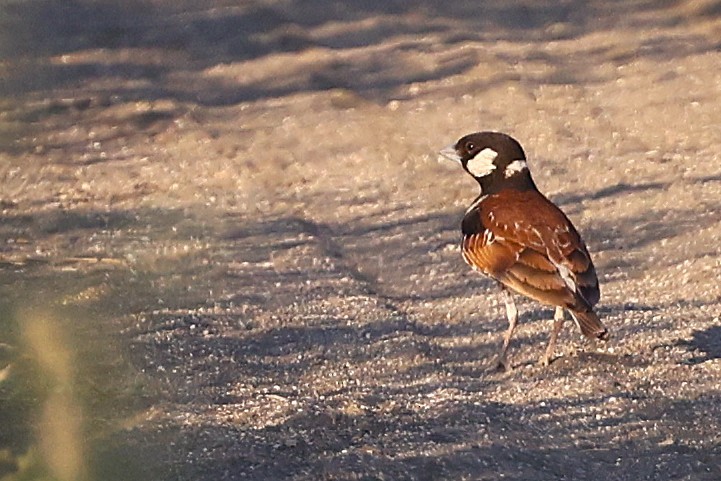 Chestnut-backed Sparrow-Lark - ML635102166
