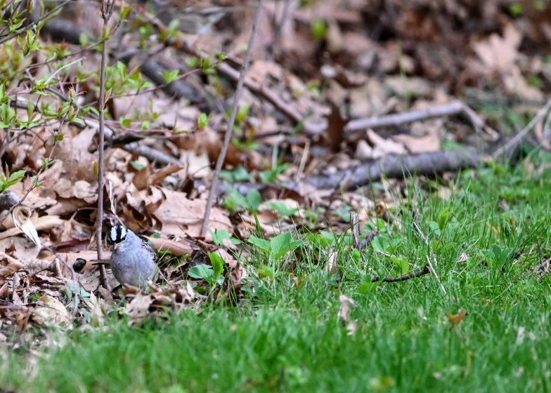 White-crowned Sparrow - ML635102172