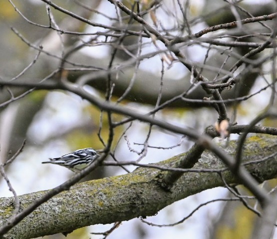 Black-and-white Warbler - ML635102196