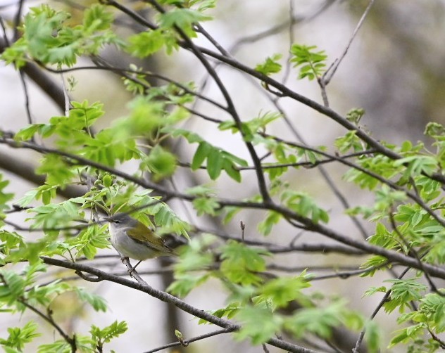 Tennessee Warbler - ML635102223