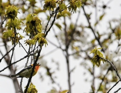 Blackburnian Warbler - ML635102231