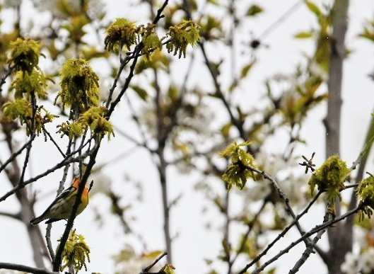 Blackburnian Warbler - ML635102232