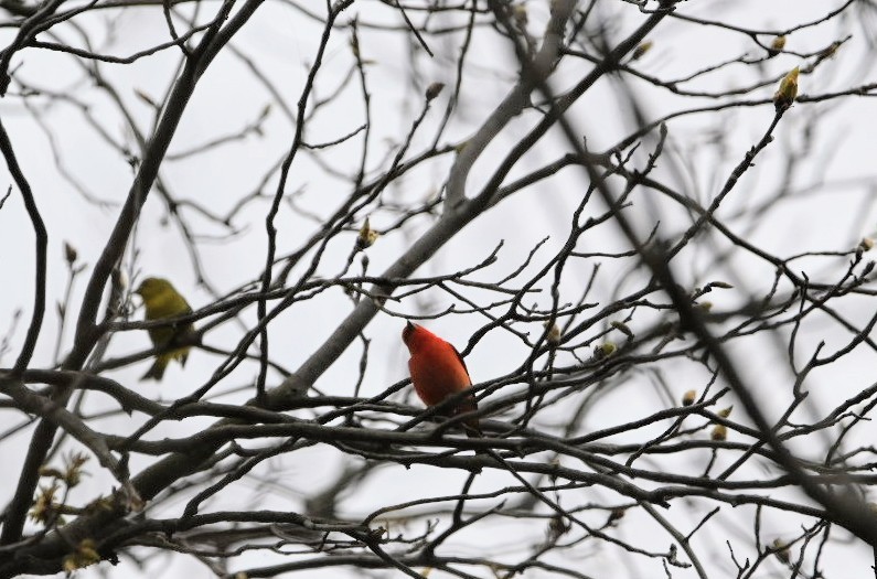 Scarlet Tanager - ML635102252
