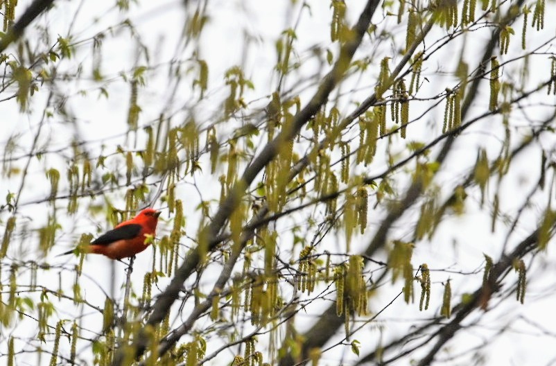 Scarlet Tanager - ML635102253